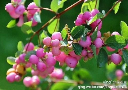 【诗生活】盛夏的果实 文/张雅掀