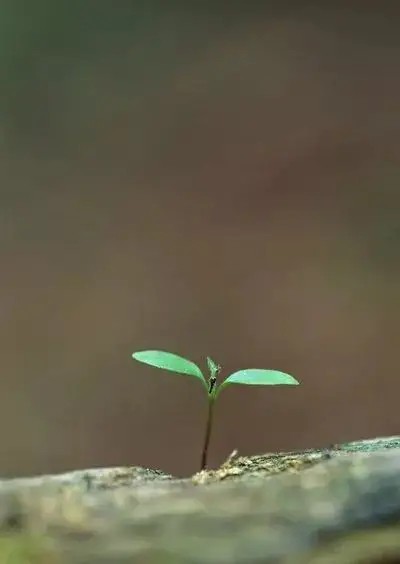 浙江朱守平老师的作品(图3)
