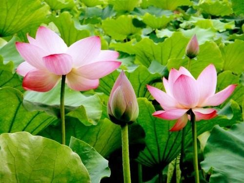 【诗生活】人生几荷 文/九毛(广东肇庆)