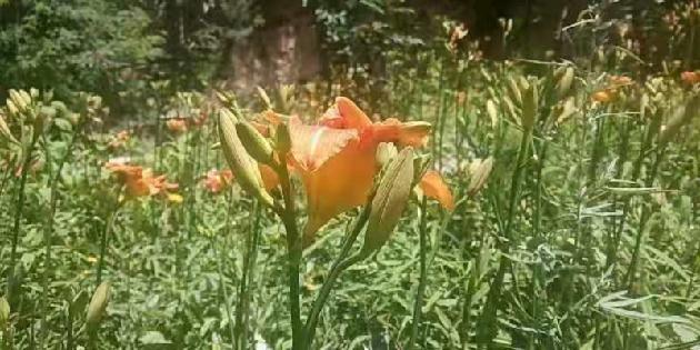 黄花菜 文/家典（图2）