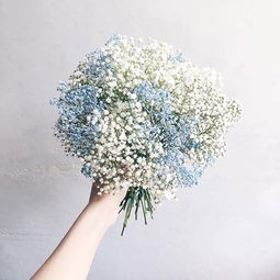 【诗生活】我喜欢的花草 文/民冰