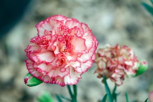 【诗生活】鲜花在夏日里怒放 文/那片树叶