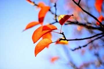 【诗生活】秋天的脚步 文/木羊（陕西）