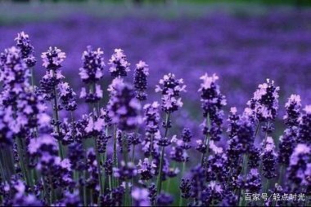 【诗生活】紫薇花开一夏 文/那片树叶