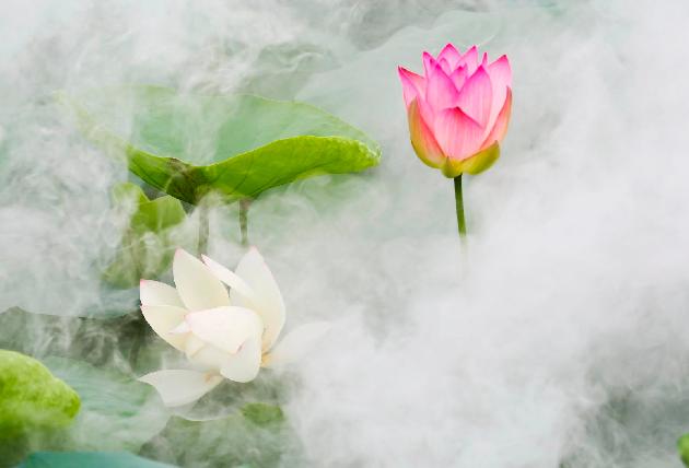 雾里看花 文/野蔷薇