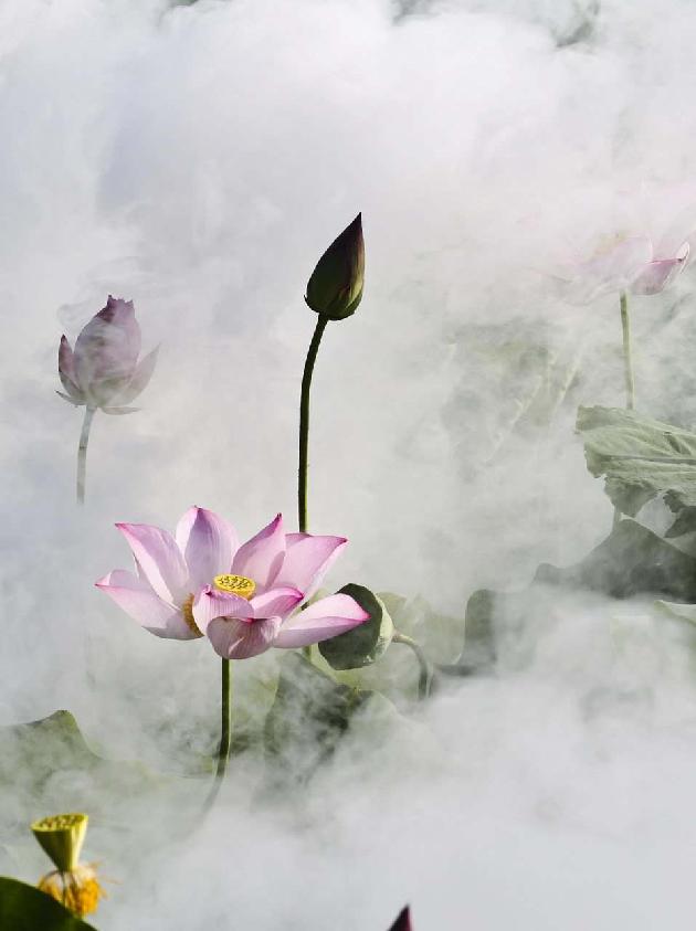 雾里看花 文/野蔷薇（图2）