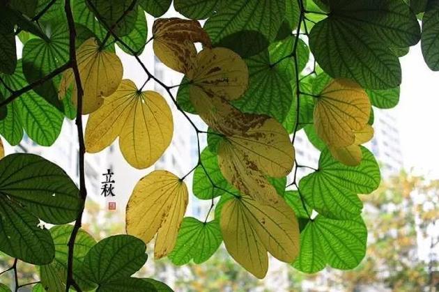 【诗生活】立秋 文/枯树逢春