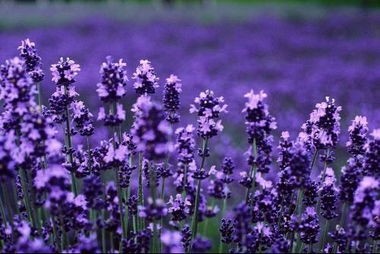 【诗生活】 陌上花开 文/那片树叶