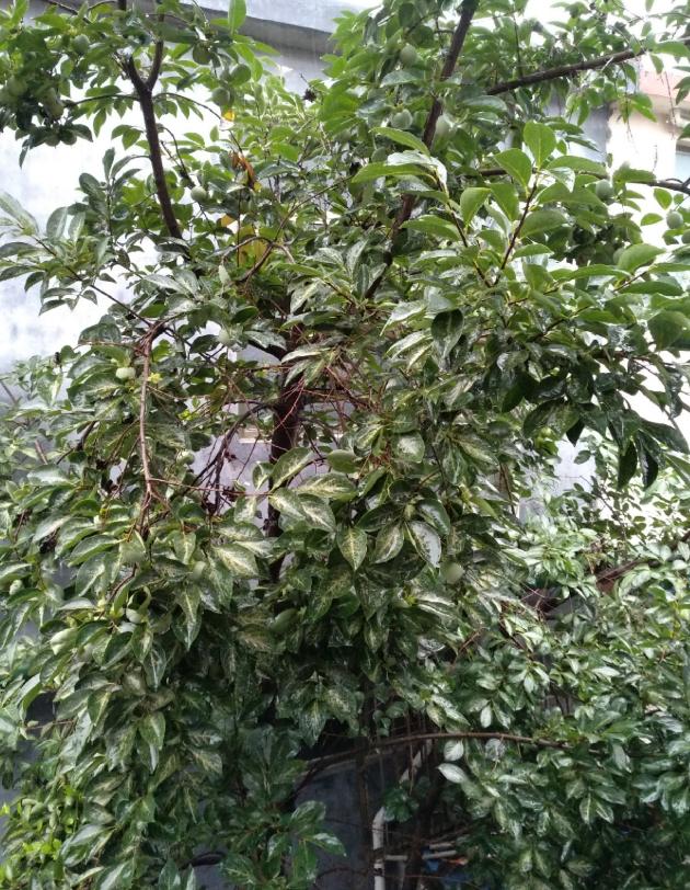 咏蝉三首 文/桃花依旧（图2）