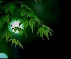 【诗生活】今夜，我不喜欢人类 文/枯树逢春