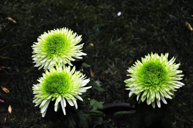 菊花探秋 文/赵正霞（图2）