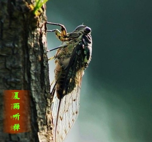 青山多妩媚随笔《夏雨听禅》第九期（总第384期）选刊的作品（图2）