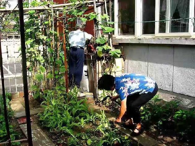 海东青现代诗讲学班专栏:菜园子(外一首) 作者:心养