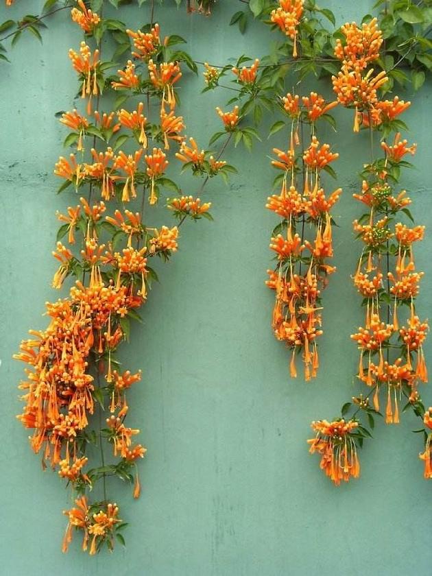 炮仗花 文/陈庆魁