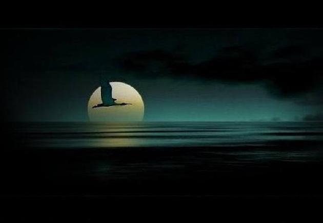 七绝‖三首 孤雁 作者:黄河浪