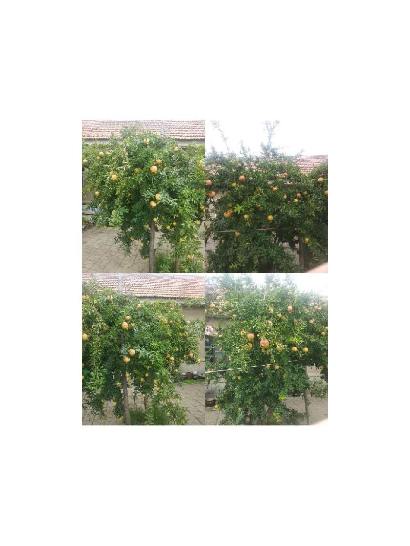 picname