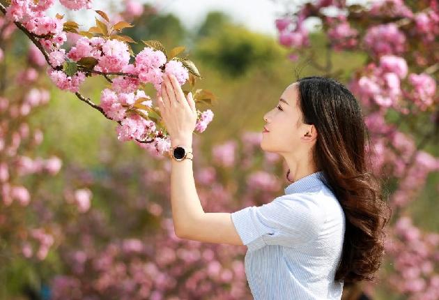 樱花情 文/百灵鸟（图4）