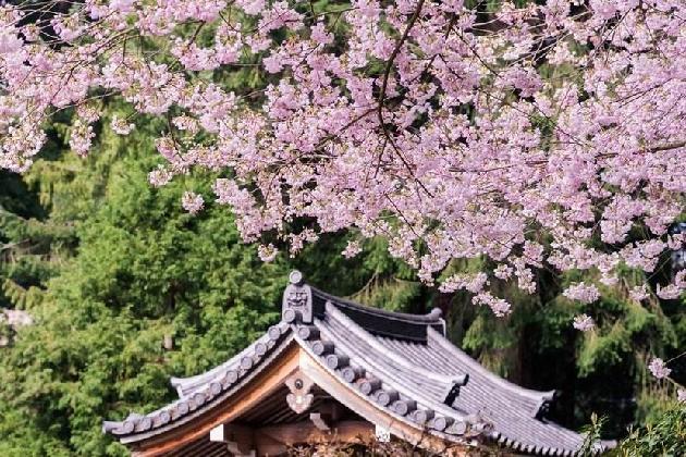 樱花情 文/百灵鸟（图6）