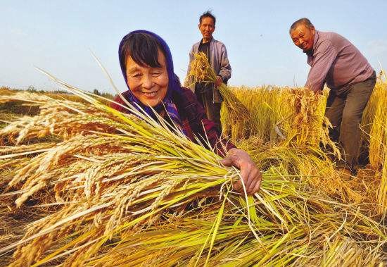 田间稻谷黄 秋收正当时 文/木子玲（图2）