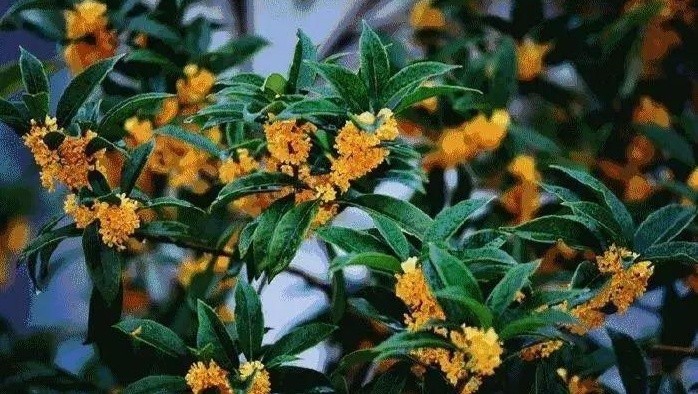 咏桂三首 作者:愚叟心歌