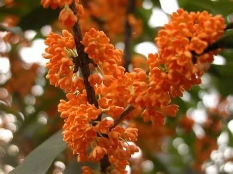 问秋 文/翠花（图3）