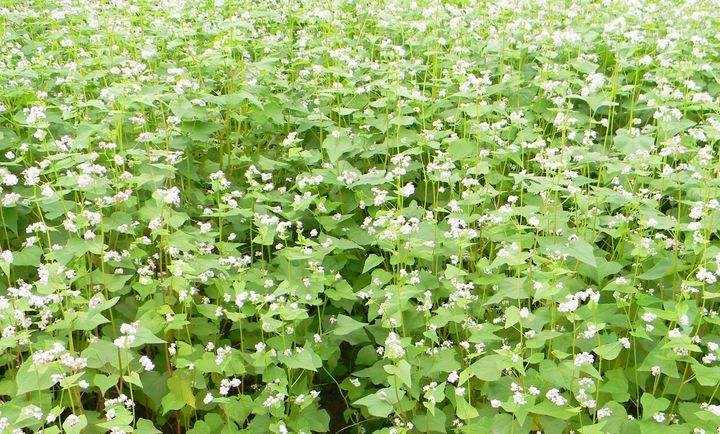 海东青现代诗讲学班专栏:荞麦花开 作者:荞麦花开