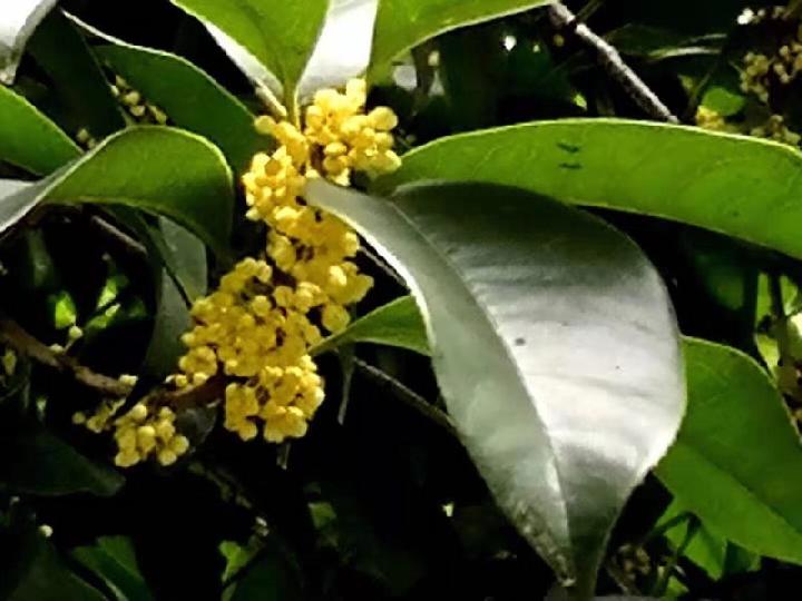 桂花两首 文/木子玲