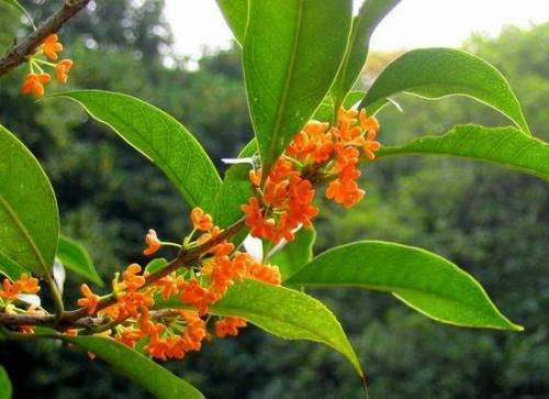 桂花两首 文/木子玲（图3）