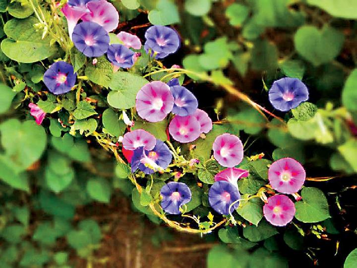 七律‖牵牛花 文/静土（图3）