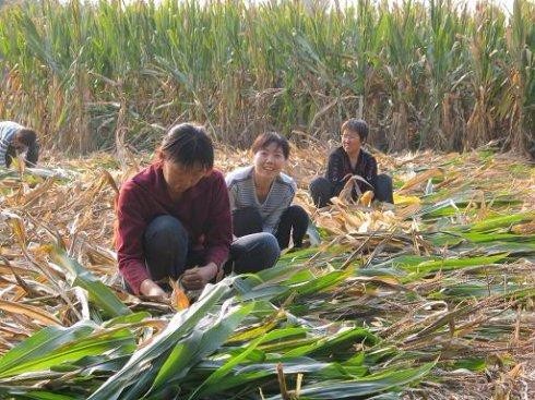 迎金秋 文/张红芳（图3）