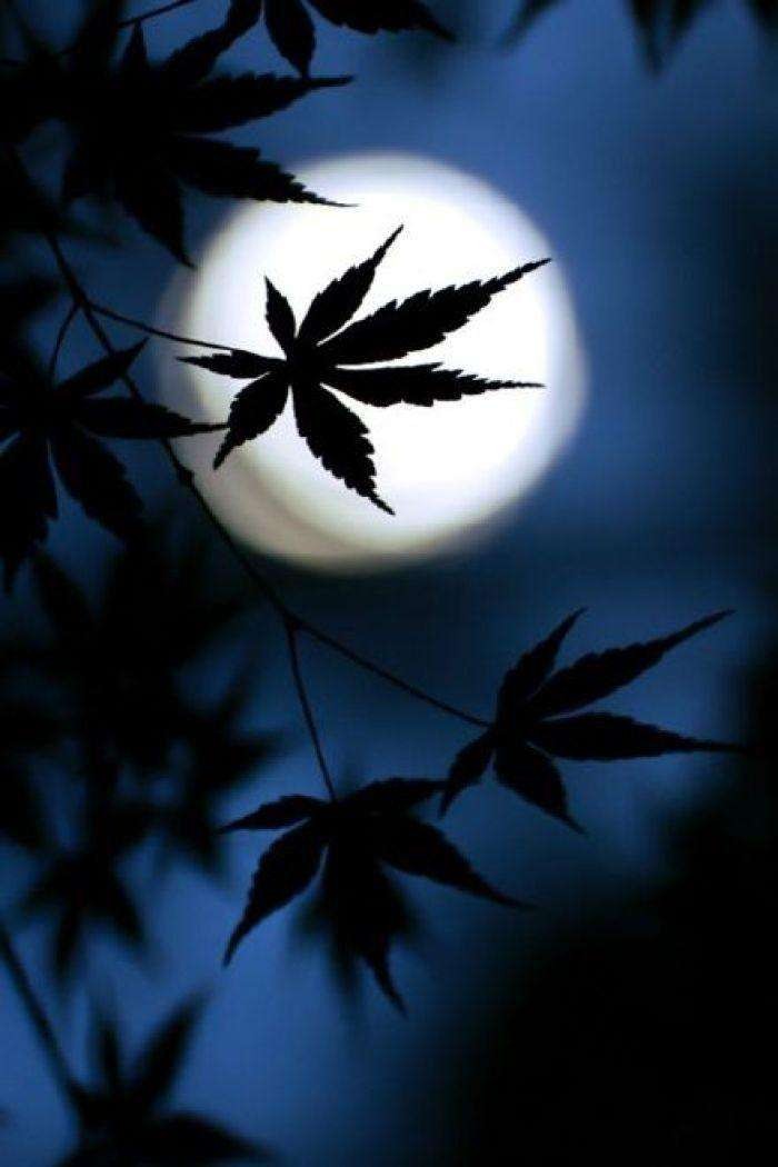 中秋节的畅想 文/郑文華（图4）