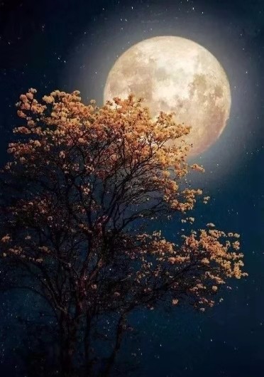 醉花阴.中秋思 文/静夜如歌（图4）