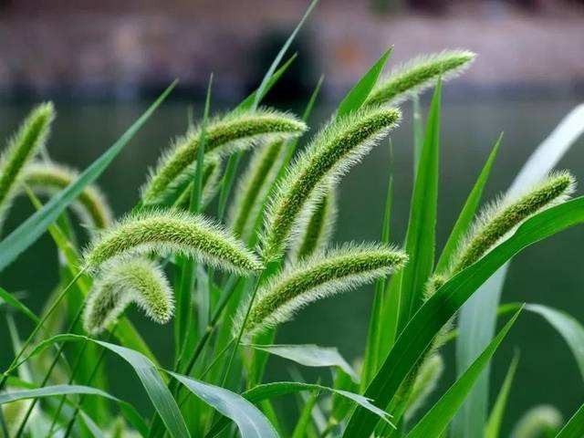 狗尾巴草 文/木子玲