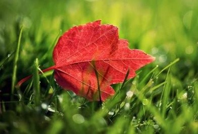 定住秋阳 (外一首) 文/翠花（图2）