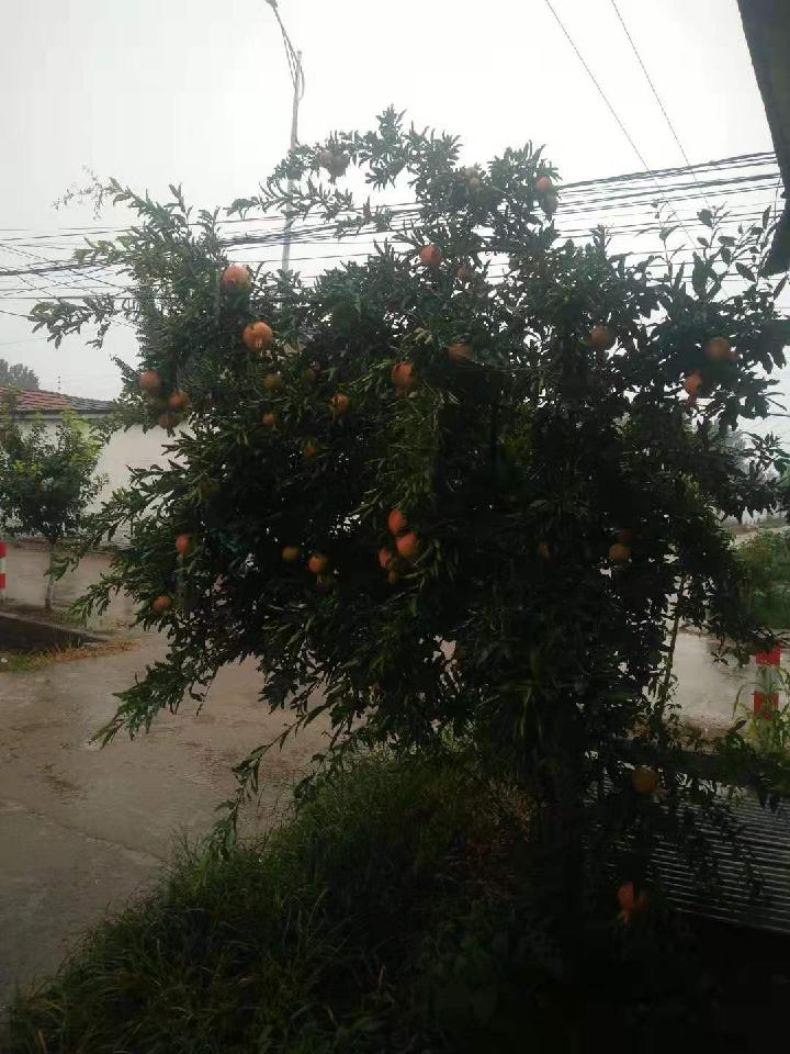 早咏雨中石榴 文/羊角