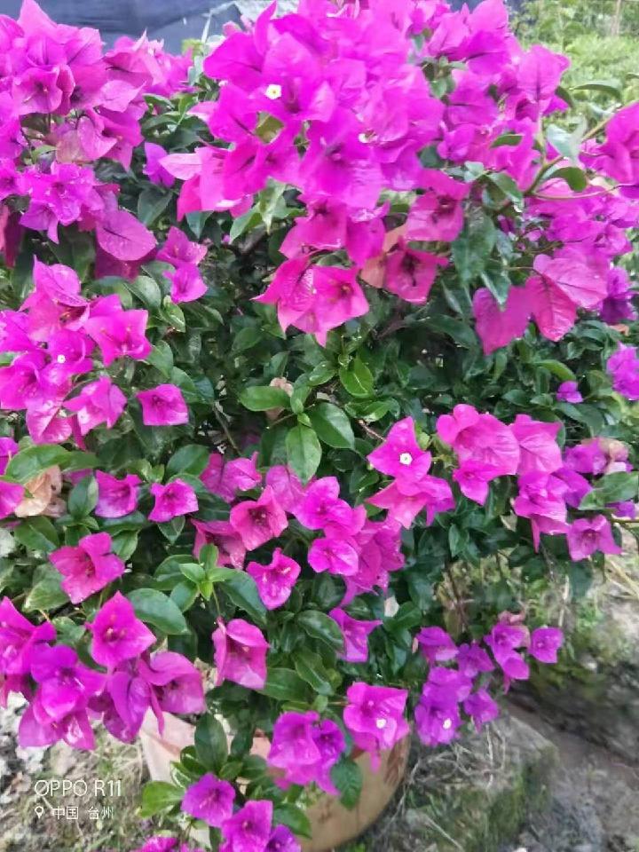题友“黎明小花圃” 文/郑文華(图2)
