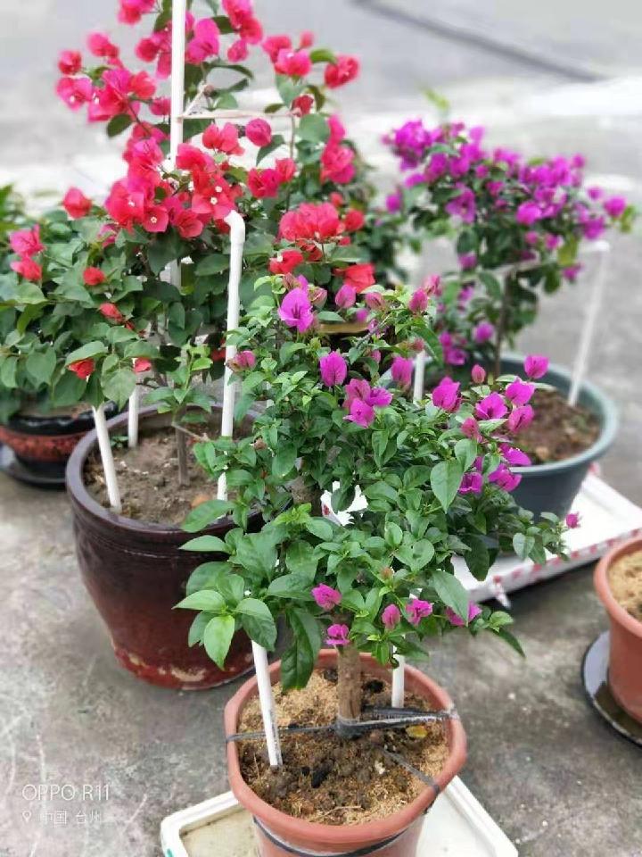 题友“黎明小花圃” 文/郑文華(图4)