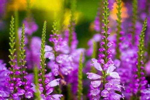 晚秋感怀 文/郑文華（图2）