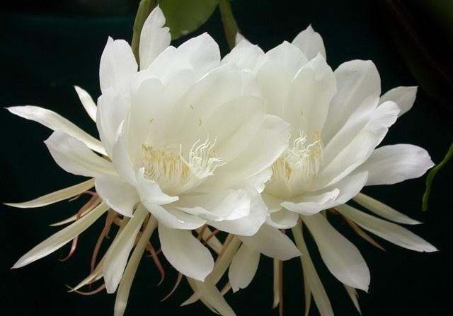 昙花 (外二首) 文/羊角
