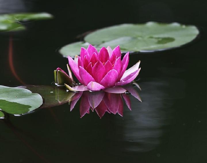 游荷花广场记 文/羊角(图2)