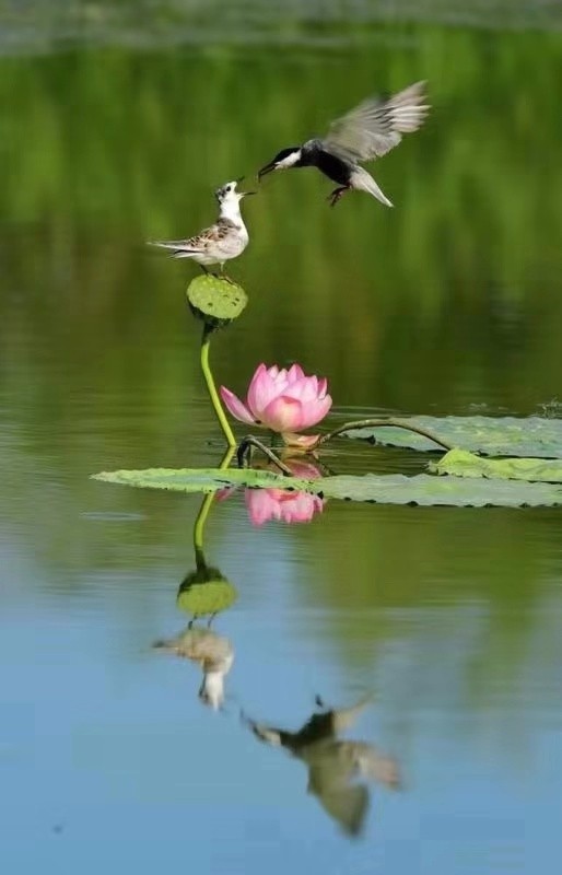 题图诗一组（图2）
