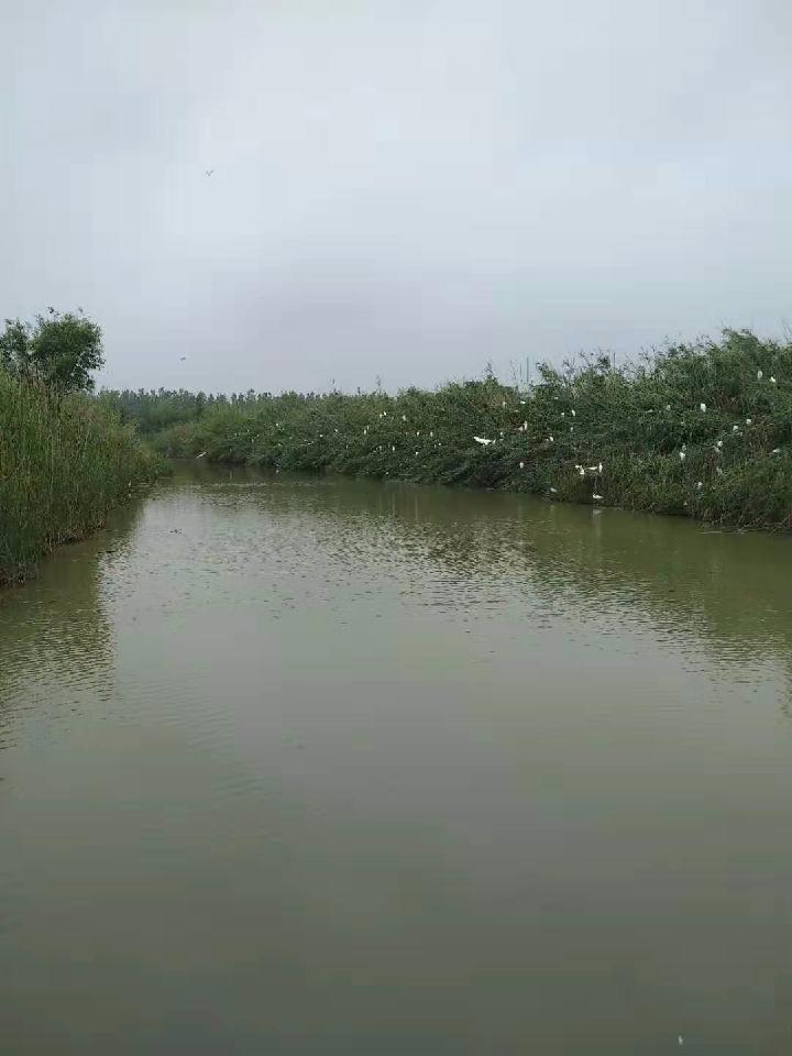 洪泽湖的白鹭 作者:海南