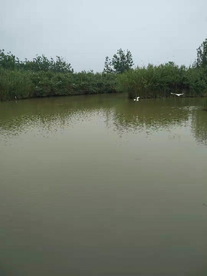 洪泽湖的白鹭 作者:海南（图2）