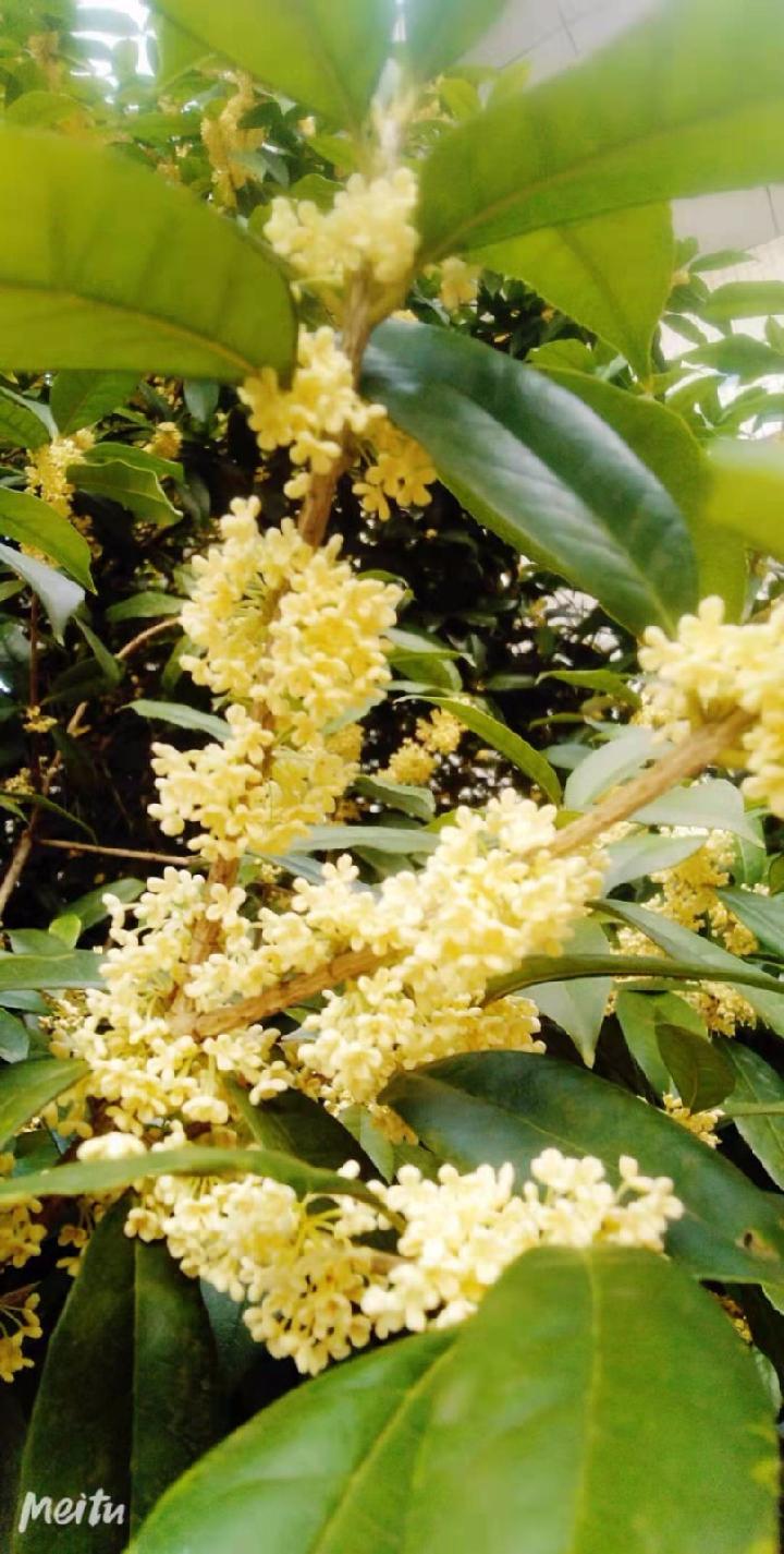 在桂花的馨香里，寻找诗酒远方 文/九思（图2）