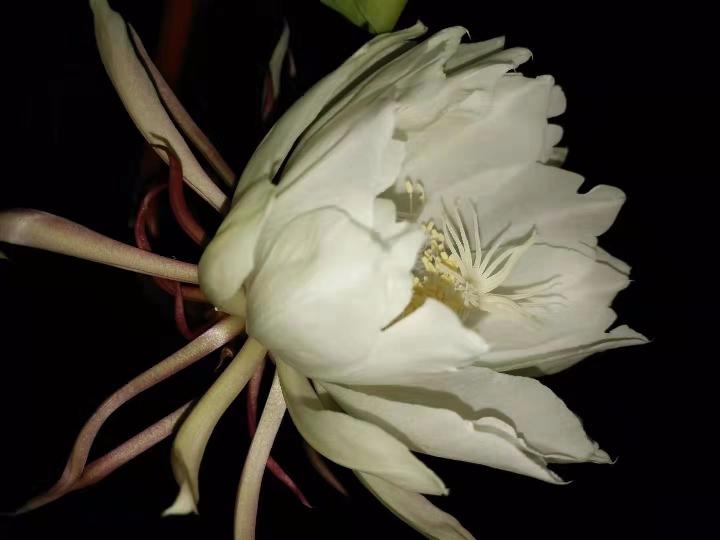 咏昙花 (外一首) 文/羊角