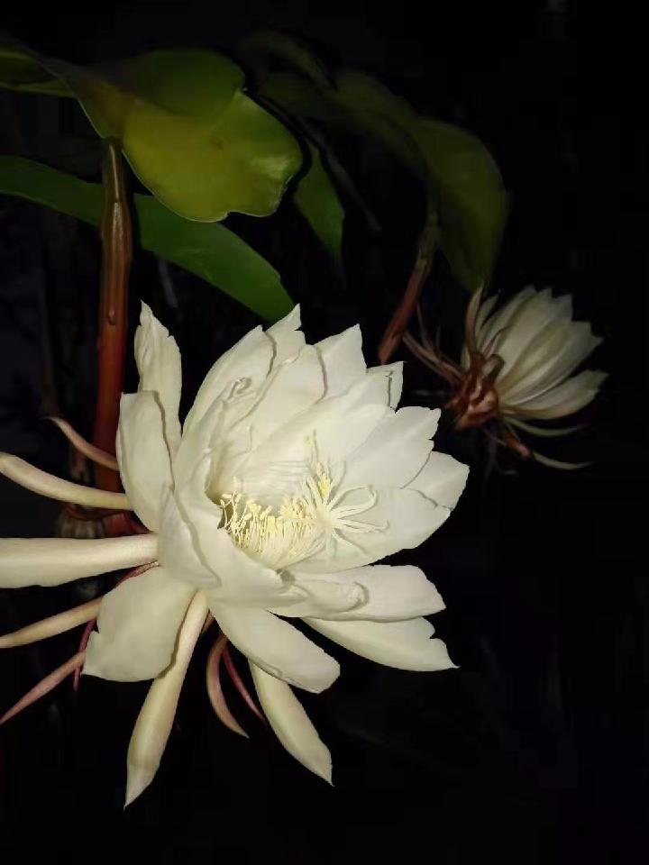 咏昙花 (外一首) 文/羊角（图2）