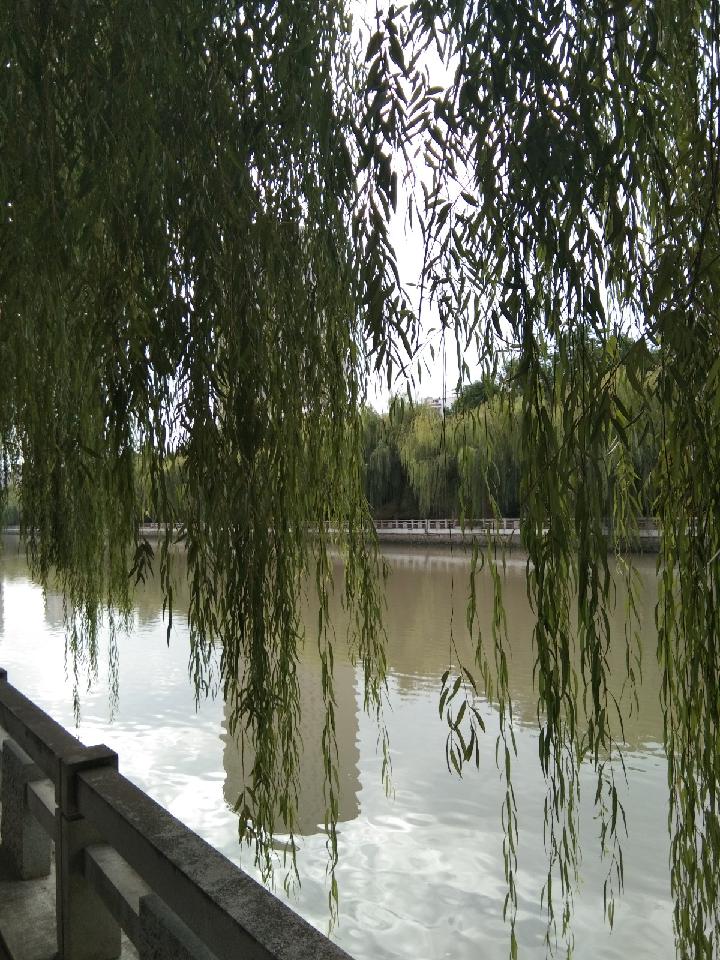 偶思(七绝) 文 心尘