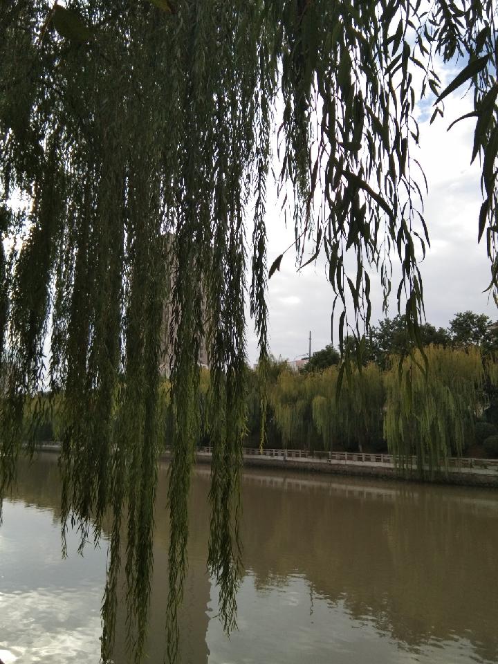 偶思(七绝) 文 心尘（图2）