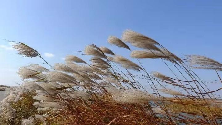 题芦花 文/羊角