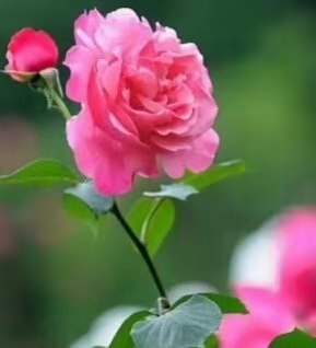 B6238B3A-2AE2-4437-8DD9-F24446E47C38